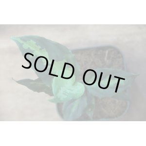 画像: Aglaonema pictum"緑三色"from Pulau Nias【AZ0514-8】
