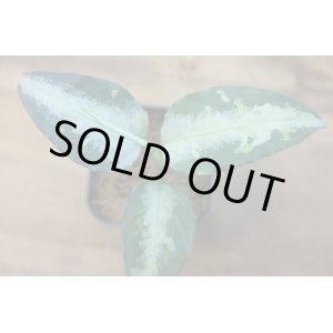 画像:  Aglaonema pictum"White Chariot(白戦車)"1st campur var.福間 from Sumatra barat【AZ0514-2】