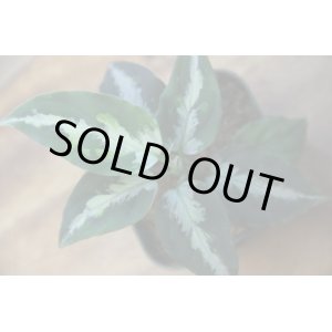 画像: Aglaonema pictum GW type2 from Padang Sidempuan 【TB1410】