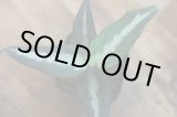 画像: Aglaonema pictum 3color Marble var.福間 from Pulau Nias 【AZ0514-9c】