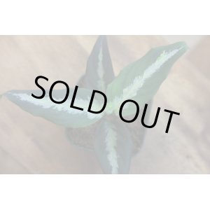 画像: Aglaonema pictum 3color Marble var.福間 from Pulau Nias 【AZ0514-9c】