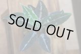 画像: Aglaonema pictum Black multi Under SG from Sibolga Timur AZ0315-2b