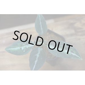 画像: Aglaonema pictum SG Campur SG from Sibolga Tumur AZ0315-2a