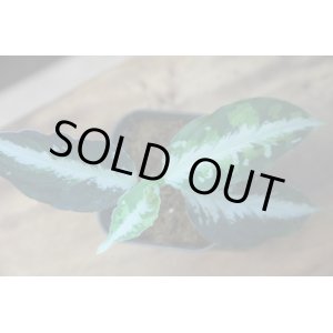 画像: Aglaonema pictum “Garuda-Wing” episode2 WS from padang 【AZ0512-5】