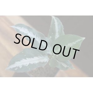 画像: Aglaonema pictum GW1502  from Padang Sidempuan 【TB1502】