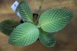 画像1: Gesneria sp.”Kayu lapis” 