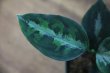 画像2: Aglaonema pictum multicolor 13冬 B-7 【AZ0913-4】