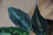 画像3: Aglaonema pictum Multicolor Judy (14冬) from Sibolga Timur 【AZ0614-5】