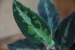 画像2: Aglaonema pictum Multicolor Judy (14冬) from Sibolga Timur 【AZ0614-5】
