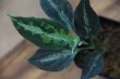 画像1: Aglaonema pictum Multicolor Judy (14冬) from Sibolga Timur 【AZ0614-5】