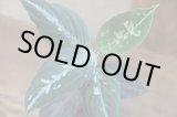 画像: Aglaonema pictum LD No.10 from Sibolga Timur HW0915-13