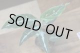 画像: Aglaonema pictum LD No.9 from Sibolga Timur HW0915-13