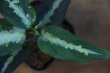 画像3: Aglaonema pictum 3color Marble ver.福間 from Pulau Nias 【AZ0514-9c】