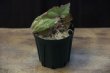 画像4: Begonia sp. from Aceh Sumatera【LA0216-02】