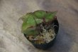 画像2: Begonia sp. from Aceh Sumatera【LA0216-02】
