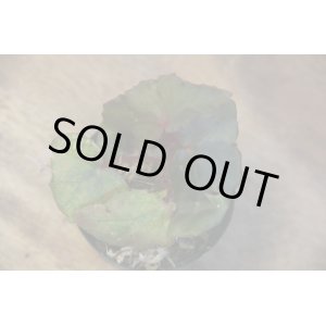 画像: Begonia sp. from Aceh Sumatera【LA0216-02】