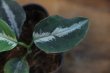 画像2: Aglaonema pictum Bicolor SS from Sibolga 【AZ1013-2b】