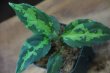 画像1: Aglaonema pictum tricolor from Pulau Nias【AZ0514-8】