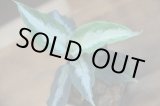 画像: Aglaonema pictum"Silver-mosaic aパッチ"from Sumatera Barat【AZ0514-1a】