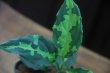 画像2: Aglaonema pictum tricolor from Pulau Nias【AZ0514-8】