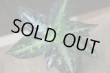 画像: Aglaonema pictum"法皇緑" from Sumatera Barat ver.福間 【AZ0512-X】