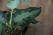 画像2: Aglaonema pictum"Eureka MkII"DFS from Sematra barat【AZ0912-1】
