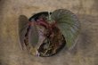 画像1: Begonia sp. "Mentarang"