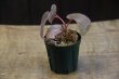 画像4: Begonia sp. "Mentarang"