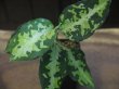 画像1: Aglaonema pictum type Nirvash from Pulau Nias 【AZ0611-3】