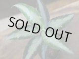 画像: Aglaonema pictum"Silver-mosaic aパッチ"from Sumatera Barat【AZ0514-1a】