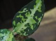 画像2: Aglaonema pictum type Nirvash from Pulau Nias 【AZ0611-3】