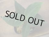 画像: Aglaonema pictum AG- Aceh Sumatera 【LA0915-03j】