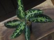 画像1: Aglaonema pictum tricolor Aceh Sumatera 【LA0913-M2】