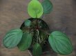 画像1: Homalomena terajaensis green Labi Brunei【TB】