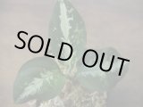 画像: Aglaonema pictum "Kshatriya" UC from Sibolga Timur 【AZ0313-1f】