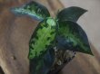 画像1: Aglaonema pictum tricolor from Aceh Selatan【HW0816-03】(7)