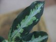 画像3: Aglaonema pictum tricolor from Aceh Selatan【HW0816-03】(5)