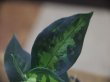 画像3: Aglaonema pictum tricolor from Aceh Selatan【HW0816-03】(7)