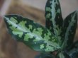 画像2: Aglaonema pictum tricolor from Aceh Selatan【HW0816-03】(5)
