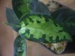 画像2: Aglaonema pictum tricolor from Aceh Selatan【HW0816-03】(7)
