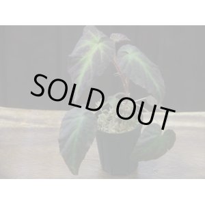 画像: Begonia sp. Sumatera Utara【HW0816-01】