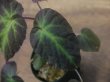 画像3: Begonia sp. Sumatera Utara【HW0816-01】