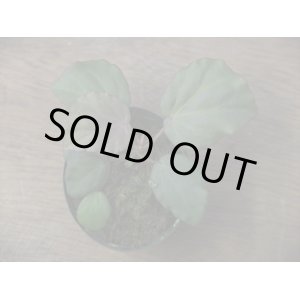 画像: Begonia sp. Sumatera Utara【HW0816-01】