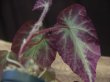 画像4: Begonia sp. Sumatera Utara【HW0816-01】