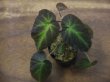 画像2: Begonia sp. Sumatera Utara【HW0816-01】