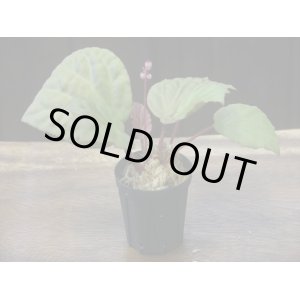 画像: Begonia sp. Sumatera Utara【HW0816-01】