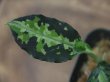 画像2: Aglaonema pictum tricolor DFS from Sumatera Barat 【AZ0912-1】S株