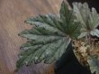 画像2: Begonia cv. Jaggy 【LA00f1】