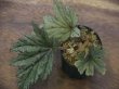 画像1: Begonia cv. Jaggy 【LA00f1】