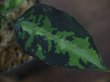 画像3: Aglaonema pictum tricolor DFS from Sumatera Barat 【AZ0912-1】S株